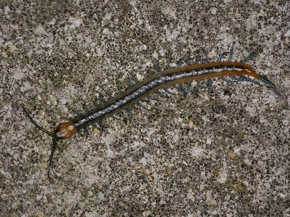 Scolopendra?